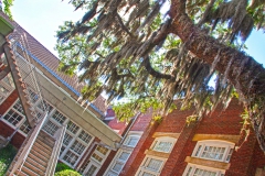 Spanish moss growing on Live Oak at The Lofts San Marco
