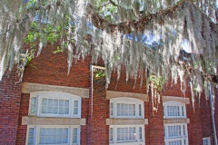 Spanish moss growing on live oak tree at the couryard at The Lofts San Marco
